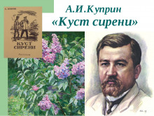 Куст сирени - Александр Куприн - Лучшие аудиокниги слушать онлайн бесплатно Новые аудиокниги mp3 (мп3) на сайте mp3-knigi-audio.com