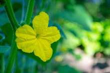 Эр из огуречной страны - Ева Финова - Лучшие аудиокниги слушать онлайн бесплатно Новые аудиокниги mp3 (мп3) на сайте mp3-knigi-audio.com