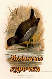 Водяные курочки - Павел Сурожский - Лучшие аудиокниги слушать онлайн бесплатно Новые аудиокниги mp3 (мп3) на сайте mp3-knigi-audio.com