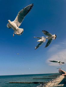 Чайка по имени Джонатан Ливингстон - Ричард Бах - Лучшие аудиокниги слушать онлайн бесплатно Новые аудиокниги mp3 (мп3) на сайте mp3-knigi-audio.com