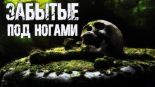 Забытые под ногами - Ольга Морган - Лучшие аудиокниги слушать онлайн бесплатно Новые аудиокниги mp3 (мп3) на сайте mp3-knigi-audio.com