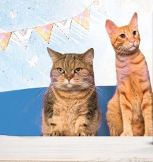 Юнга с эсминца «Оголтелый» и другие истории про котов - Марта Кетро - Лучшие аудиокниги слушать онлайн бесплатно Новые аудиокниги mp3 (мп3) на сайте mp3-knigi-audio.com