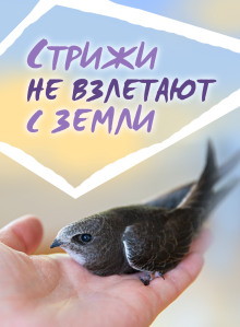 Стрижи не взлетают с земли - Автор неизвестен - Лучшие аудиокниги слушать онлайн бесплатно Новые аудиокниги mp3 (мп3) на сайте mp3-knigi-audio.com