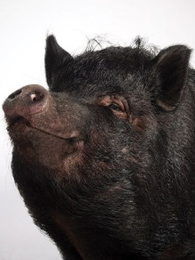 Поросячья этика - Генри О. - Лучшие аудиокниги слушать онлайн бесплатно Новые аудиокниги mp3 (мп3) на сайте mp3-knigi-audio.com